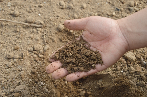 soil-in-hand-backsafe-blog.png