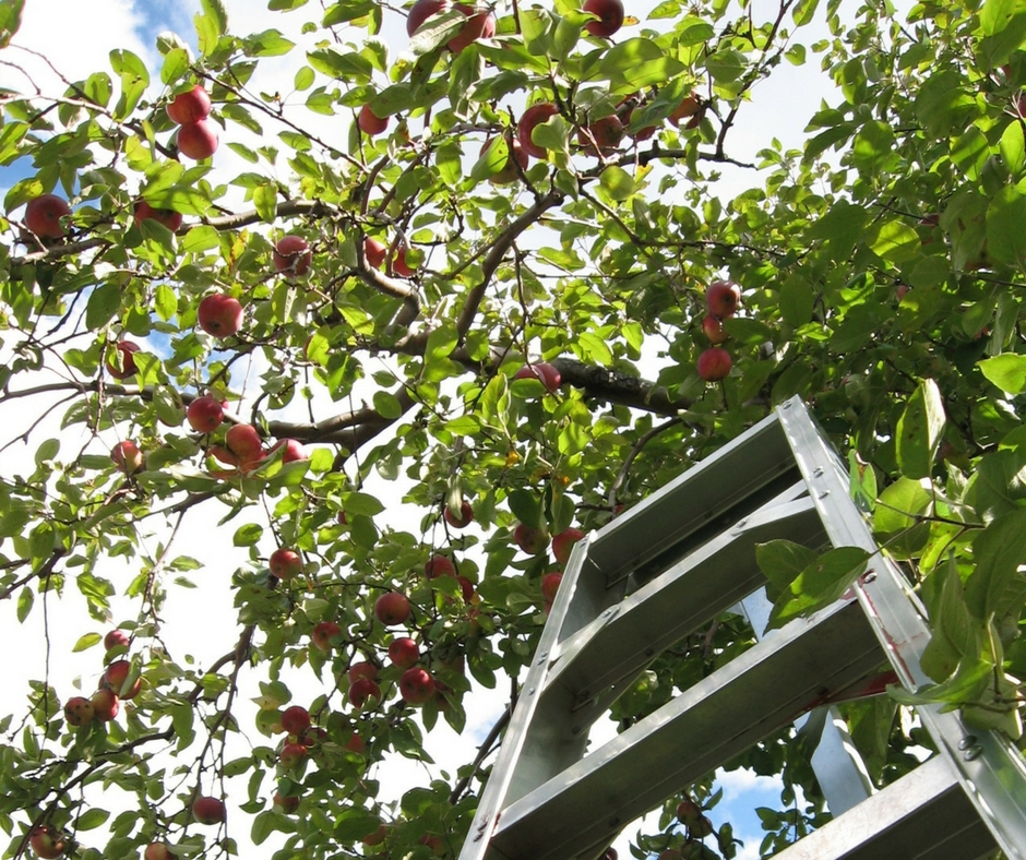 extension-ladder-in-tree.jpg